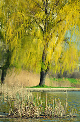 Image showing Summer landscape