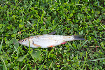 Image showing the caught fish (Leuciscus idus)