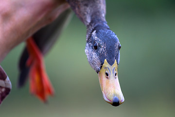 Image showing mallard in hands