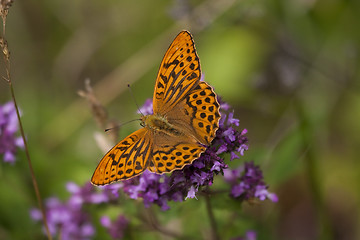 Image showing orange butterfly
