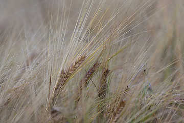 Image showing barley