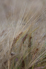 Image showing barley