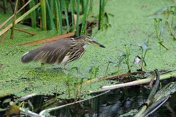 Image showing Indian Pond Heron