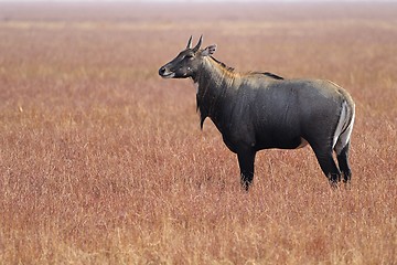 Image showing Nilgai