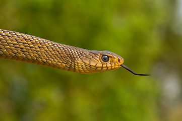 Image showing Rat Snake