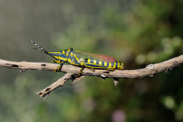 Image showing Painted Grasshopper