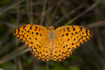 Image showing Common Leopard Butterfly