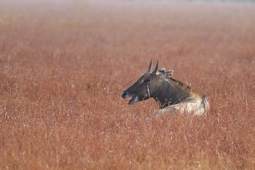 Image showing Nilgai