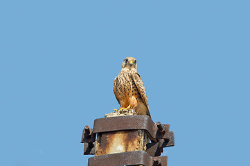 Image showing Common Kestrel