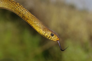 Image showing Rat Snake