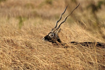 Image showing Blackbuck