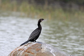 Image showing Little Cormorant