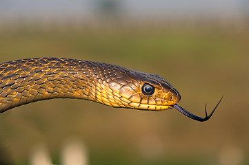 Image showing Rat Snake