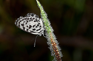 Image showing Common Pierrot