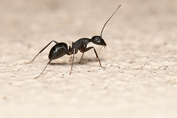 Image showing Ant