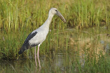 Image showing Asian Openbill stork