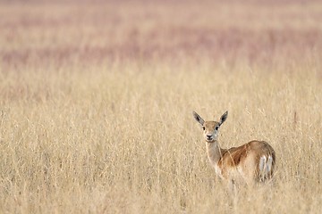 Image showing Blackbuck