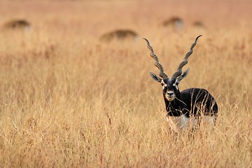 Image showing Blackbuck