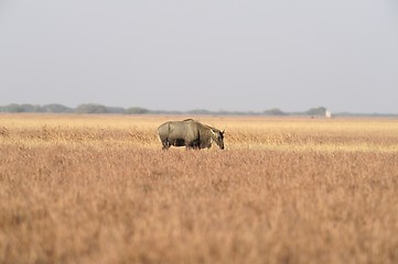 Image showing Nilgai