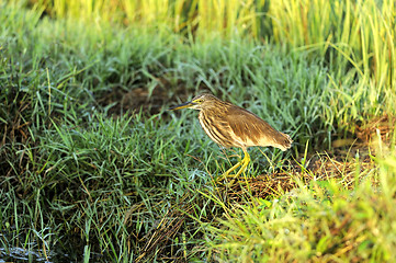 Image showing Indian Pond Heron