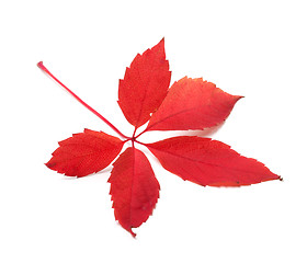 Image showing Red autumn leaf