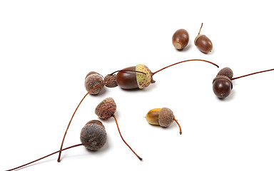 Image showing Autumn acorns