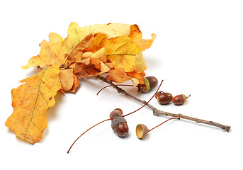 Image showing Autumn oak leaves and acorns