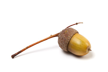 Image showing Acorn on white background