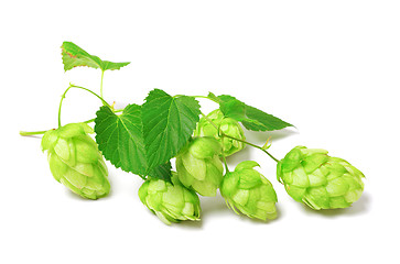 Image showing Blossoming hop on white background 