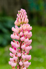 Image showing Beautiful lupin pink flower macro closeup details 