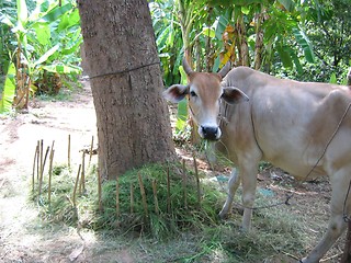 Image showing Cow by haystack