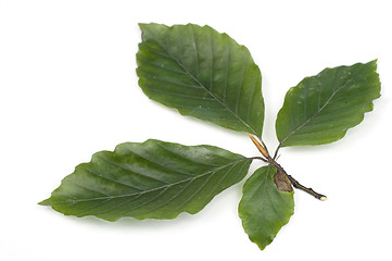 Image showing Green leafs of beech