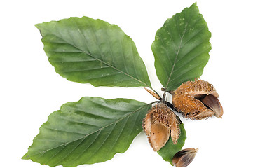 Image showing Beechnuts