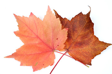 Image showing Fall leafs