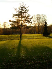 Image showing Tree