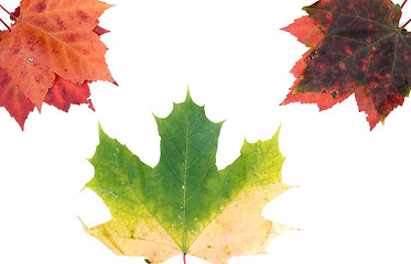 Image showing Fall leafs