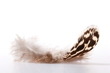 Image showing Feather