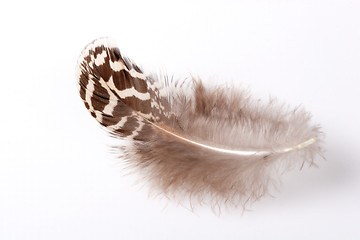 Image showing Feather