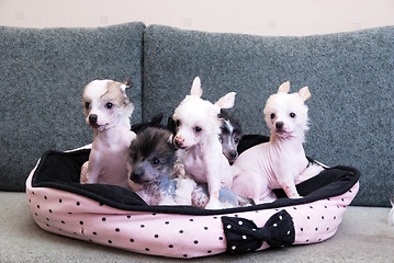 Image showing chinese crested puppy dogs