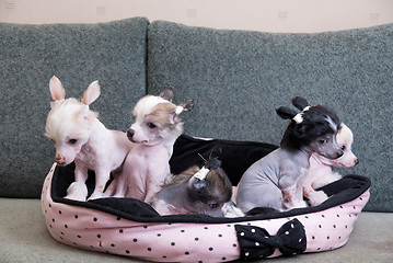 Image showing chinese crested puppy dogs