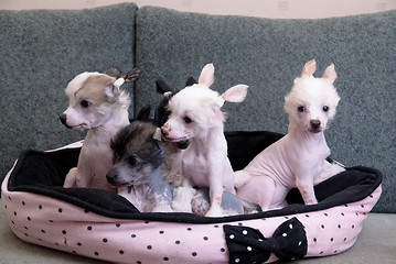 Image showing chinese crested puppy dogs