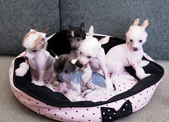 Image showing chinese crested puppy dogs