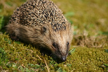 Image showing Hedgehog