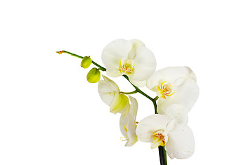 Image showing White orchid