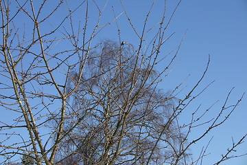 Image showing Bird in a tree