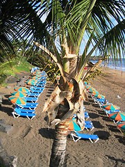 Image showing Palm on beach in Lanzarote (Spain)