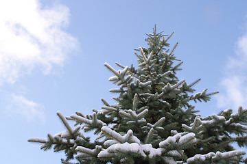 Image showing Spruce tree against blue sky