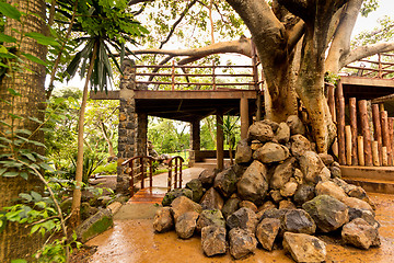 Image showing Giant tree in a garden