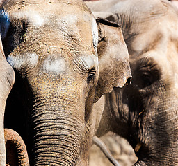 Image showing African elephant