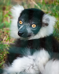 Image showing Ring-tailed lemur